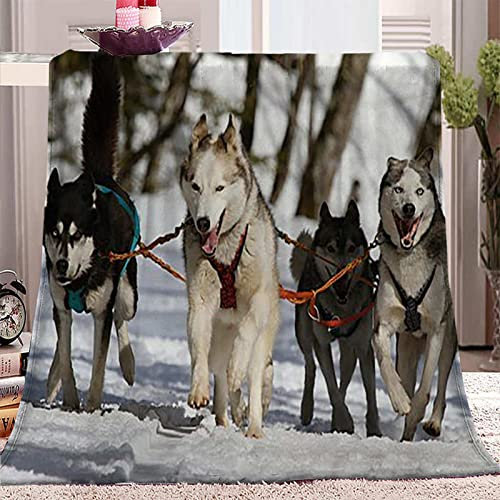 SJSXWQN Decke Grauer Hund Kuscheldecke Flauschig für Bett und Sofa Extra Weich Warme Mikrofaser Wohndecke Fleecedecke als Sofadecke Couchdecke Kuscheldecke - 180x200 cm