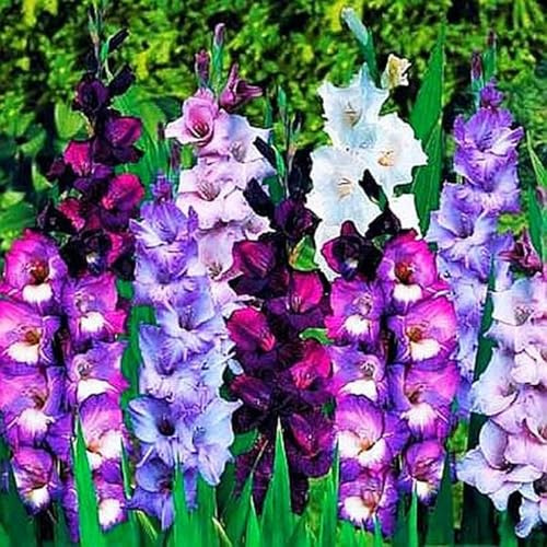 Garden, Blumenzwiebel Mix, Mysteriöse magische Glühbirne, Winterhart pflanzen,2025 Winterhart zwiebeln, Mehrjährige Blumenzwiebel-3 Gladiolen Zwiebeln-F
