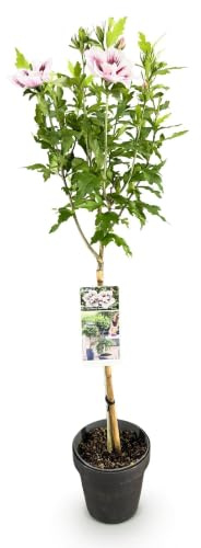 GreenboutiQ - Plante de jardin - Hibiscus syriacus Starburst Chiffon® - Plante sur tige - Plante de terrasse - Feuillage caduque - Peu d'entretien - Pot 19cm Hauteur 90cm