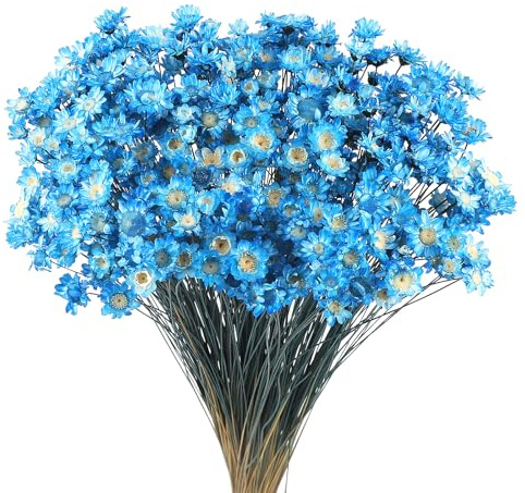 Larber 300 stycken torkade blomstjälkar torkad tusensköna torkad blomma brasiliansk vit mini torkade blommor naturliga torkade blommor dekoration rekvisita (blå)