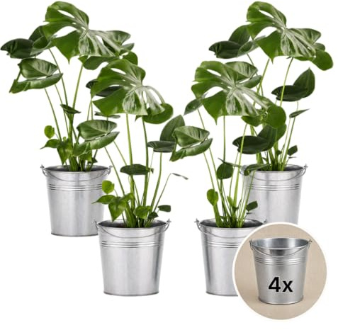 Pflanze Plus | Monstera deliciosa | Lot de 4 plantes avec pot en zinc | Plante d'intérieur facile d'entretien
