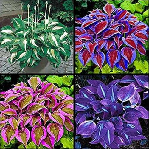 Hostas Bulbs for Planting Now UK Perennial Ornamental Perennial Good for Containers Easy Plant Natural Organic/Excellent Display Plant Bulbs Greening Flower -10Bulbs-greenC