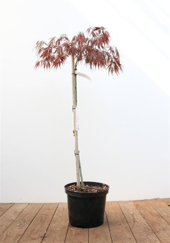 Japanischer Ahorn Acer palmatum Dissectum Garnet 80 cm winterhart | Rotes filigranes Laub, malerischer Wuchs, sonnig bis halbschattig, ideal für Terrasse, Vorgarten und Ziergarten