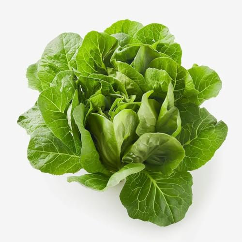 200 Semi di Lattuga di Primavera - SemiSelvaggio Permacultura