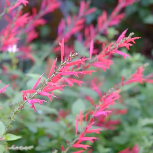 semi di salvia resistente - decorazione da giardino per esterni balcone 50pcs