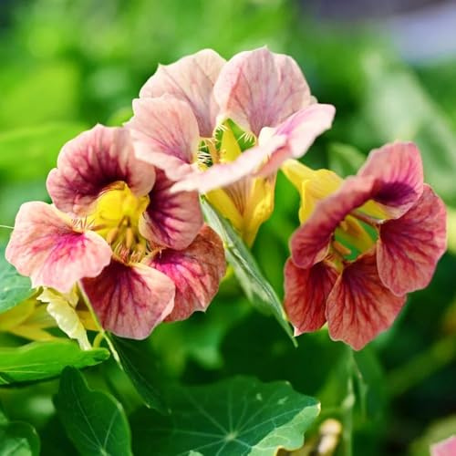 Semi di nasturzio rampicanti,perenni resistenti,decorazione da giardino rampicanti perenni resistenti 150pcs