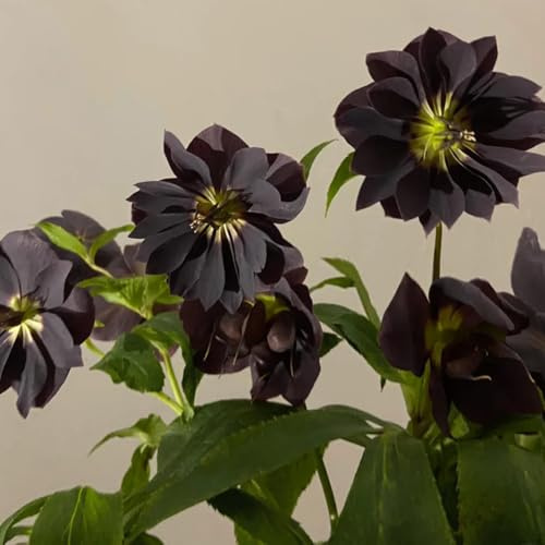 Christrose, blumenwiese christrosen Helleborus thibetanus, zimmerpflanzen bio exotische gartenpflanzen winterhart 200Samen