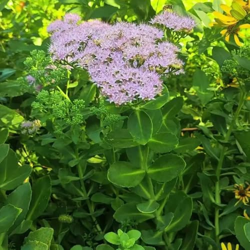 sedum de jardín perennes resistentes al invierno silvestres de balcón primavera semillas bonsái semillas silvestres 130pcs
