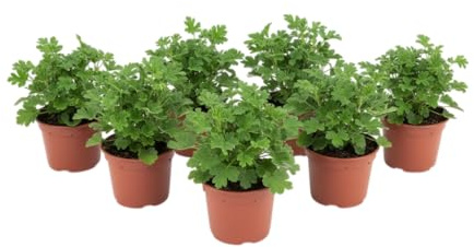 Pack Balcón Fresco – Seis Geranios Antimosquitos Naturales en Maceta | DECOALIVE Plantas Aromáticas de Exterior para Terraza y Jardín