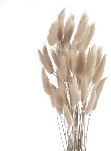 ROOBZE pampasgras Kaninchenschwanz Gras schmücken 50 Stücke natürlich Getrocknete Blumensträuße，Deko Trockenblumen Trockenblumenstrauß für Schlafzimmer Indoor Hochzeit Home Decoration (Grauer Kaffee)