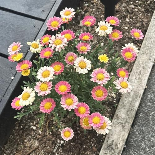 Semi di margherita perenne-decorazione del giardino,semi di aiuole rialzate per giardino,decorative da appartamento,300pcs