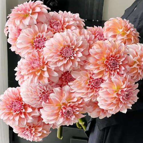 dahlien blumensamen balkon wildblumen balkonblumen schnittblumen frühlingsblumen immergrüne wildkräuter blumenstauden winterhart pflanzendeko sommerblumen frühblüher heilkräuter 100samen