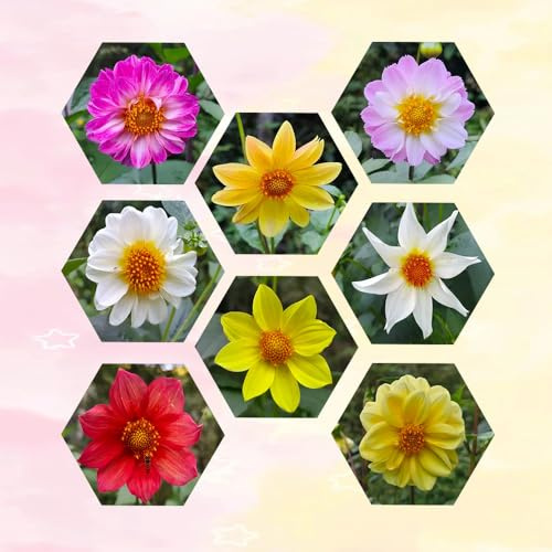 tubérculos de dalia resistentes - perenne balcón 8pcs