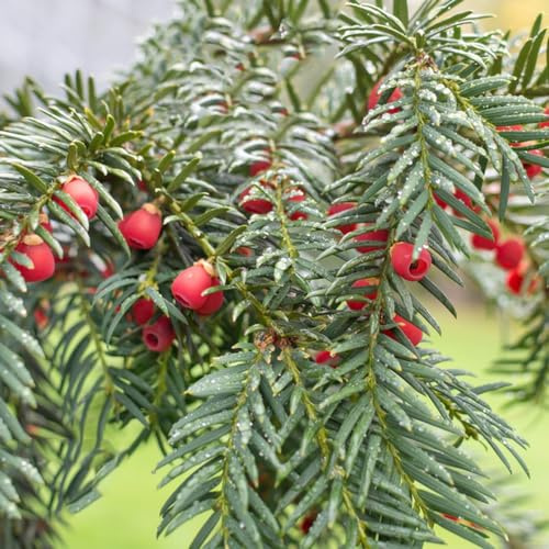 semi di taxus baccata - giardino roccioso resistenti aiuola balcone appartamento decorazione esterni 500pcs