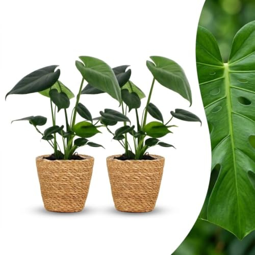 Monstera Deliciosa con Cesta de Algas, Interior, Verde, Set de 2, 30cm