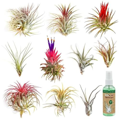 Vdvelde․com - Tillandsien Set 10 echte Luftpflanzen, Air Plants mit Spray | Pflegeleichte Zimmerbegrünung ohne Erde, ideal für Terrarium, Wohnraum und Büro, mit 125 ml Nährstoffsprüher