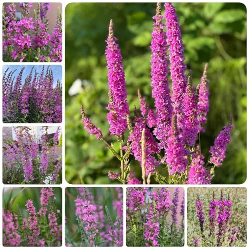 Semillas de salicaria púrpura, Lythrum salicaria, semillas de silvestres invernaderos de balcón de jardín 400pcs