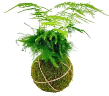 DECOALIVE Kokedama Artesanal Asparagus Setaceus – Helecho Plumoso Planta Viva Interior