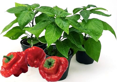 POWERS TO FLOWERS - PEPERONCINO JAMAICAN BIO, 3 PIANTE, Vaso 10cm, piante vere