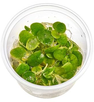 Limnobium laevigatum Südamerikanischer Froschbiss in vitro - 5,5-cm Topf | Schnell wachsende, pflegeleichte Schwimmpflanze mit langen Wurzeln für Aquarien, Garnelenbecken, Aquascapes und Teiche.