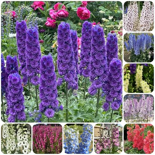 rittersporn - balkon blumenwiese topfblumen ritterspornsamen herbst deko winterharte garten hochbeet wohnzimmer deko bodendecker blumensamen mehrjährig winterhart balkonblumen 1000samen