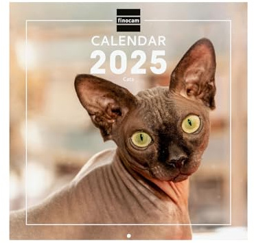 Finocam - Bebilderter Wandkalender International 2025 Monatsansicht Januar 2025 bis Dezember 2025 (12 Monate) Cats International