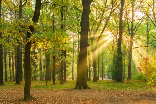 A.S. Création Wallpaper Forest 3,75 m x 2,50 m - WALLLOVE Wallpaper Autumn Forest in Green, Brown incl. Glue - DD129566