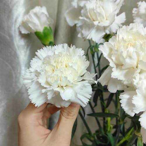 Nelkensamen blumensamen kaufen kräuterpflanzen wildblumen balkonblumen schmetterlingsflieder pflanzensamen gartenpflanzen mehrjährige stauden winterhart balkonpflanzen winterhart 400samen