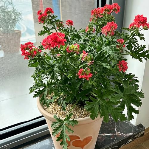 geranio limone semi di giardino semi di estivi autunnali 350pcs