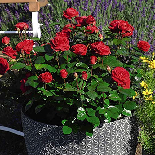 Celebration Rose ‘Precious Ruby’, Unique Living Plant Gift for Loved Ones, Bush Rosa Floribunda, Hardy Shrubs, Scented Deep Red Flowers, for Beds and Borders 1 x 3-Litre Potted Plant by Suttons