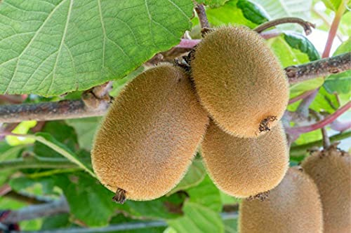 Kiwi Actinidia Chinensis pianta da frutta innestata di 2/3 anni in vaso da 4 litri con canna h. 100/120 cm MADE IN ITALY Vivaio di Castelletto
