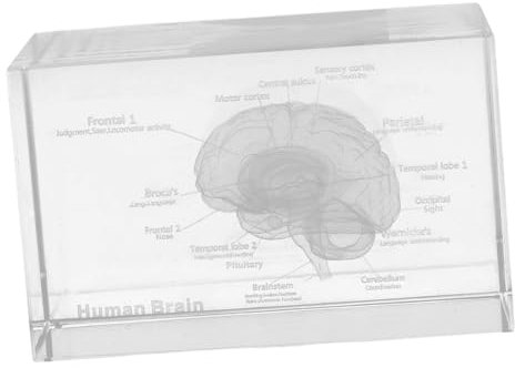 VILLFUL 3d-kristallmodell Des Menschlichen Gehirns Anatomische Figur Briefbeschwerer Dekoration Für Zuhause Oder Büro Pädagogisches Werkzeug
