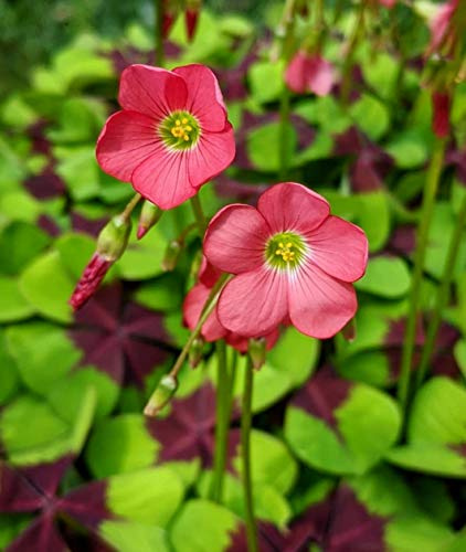 30 X Oxalis Deppei Iron Cross - Oxalis Quadrifoglio - Bulbi Di Alta Qualità (30)
