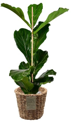 Green Me Up Geigenfeige Ficus lyrata - große Zimmerpflanze 100-110 cm - Topf Ø19-21 cm - inkl. modernem Übertopf 25 cm - pflegeleicht - heller Standort - 1x pro Woche gießen - Raumdekoration