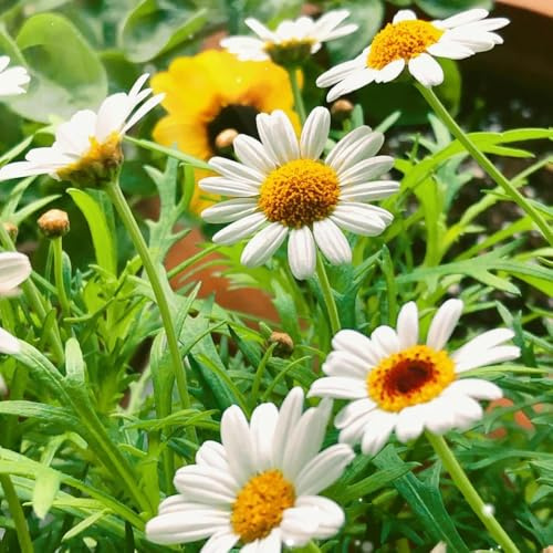 semillas de margarita, resistente al invierno, invernadero, jardín orgánicas 65pcs