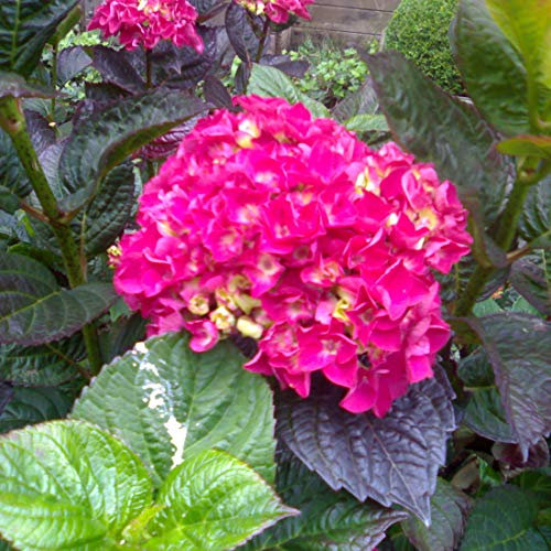 Hydrangea Macrophylla 'Merveille Sanguinea'- Hortensia 'Merveille Sanguine' 25-30 cm en conteneur