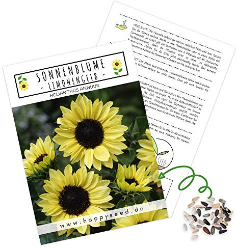 Farbenfrohe Sonnenblumen Samen mit hoher Keimrate - Blumensamen für einen bunten & bienenfreundlichen Garten (20 Korn Limonengelb)