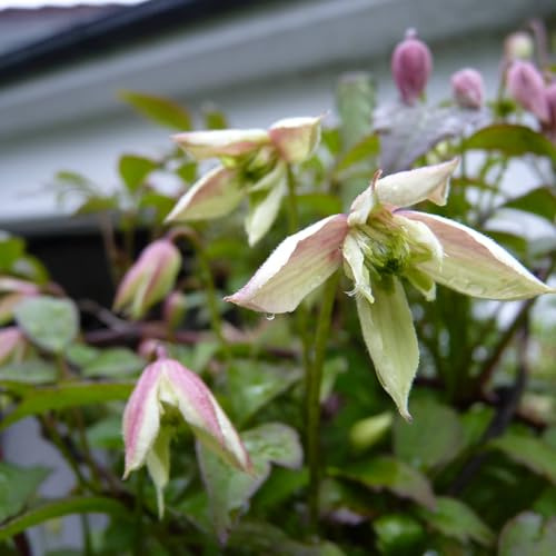 Vivai le Georgiche - Pianta vera di Clematis montana Marjorie Clematide montana var. rubens 'Marjorie' Clematide di montagna - vaso Ø 17 cm