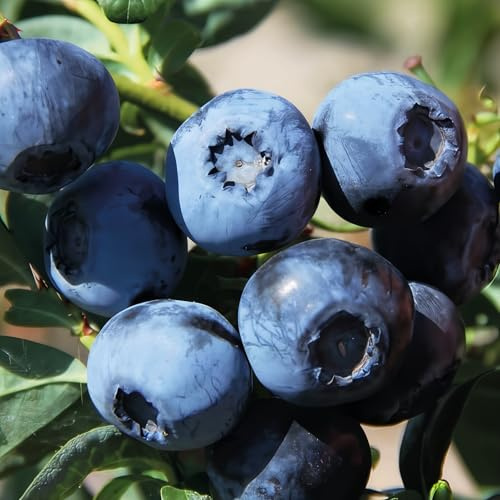Myrtille en corymbe Bluecrop 2L - Un beau plant aux fruits délicieux