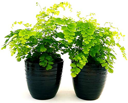 POWERS TO FLOWERS - CAPELVENERE, 2 PIANTE VASO 13CM, piante vere
