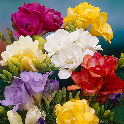 You Garden - 100 x Freesias Bulbs - 50 x Singles & 50 x Doubles Ready to Plant Out Now Bulbs Garden Ready Bulbs Summer Blooming Plants to Plant in Gardens Now