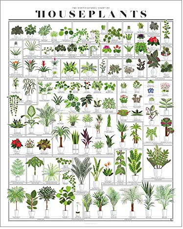 Pop Chart | Horticultural Chart of Houseplants | 16 x 20 Wall Art | Botanical Poster | Earthy Wall Decor | 100% Made in the USA