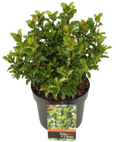 Planta Vida de Navidad - Ilex - Acebo - Planta de la Suerte - Atrae Felicidad