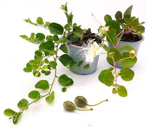 POWERS TO FLOWERS - CAPPERO 2 PIANTE, vaso14cm, piante vere