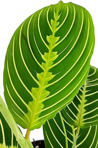 Maranta Lemon Lime Natural Planta de Interior Fácil de Mantener