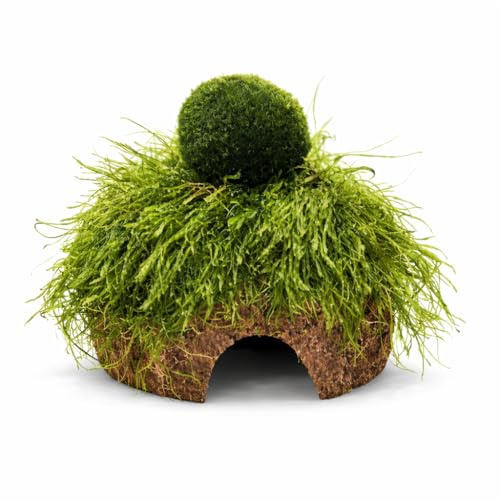 Kokosnuss Höhle m. großer Mooskugel +Moos Wasserpflanzen ca 10-12 cm Deko