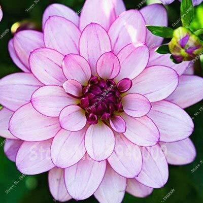 Graines de fleurs vivaces de dahlia pour un beau jardin violet paquet de 100 graines