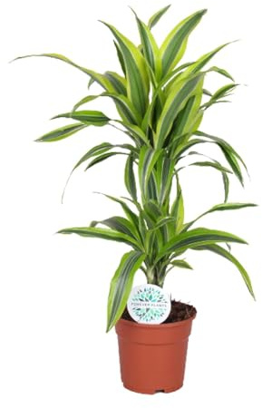 Dracaena Lemon Lime - 55-65cm - Ø17cm - Plante d'intérieur - Vert persistant