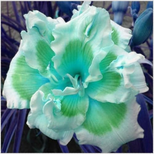Wonderful Daylily Bulbs Mix for Planting Now UK/Cut Flowers/Good for Containers/Greening Flower/Natural Organic/Strong Plants That Grow Well/Wedding Flowers.-10bulbs-I