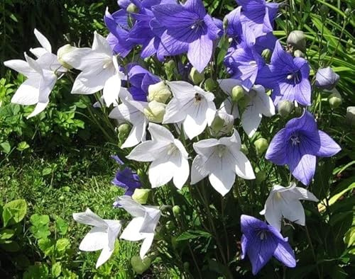 Tussock Bellflower Seed Mix Blue and White 1000 Seeds for Planting Campanula Carpatica Non-GMO with Growing Instructions